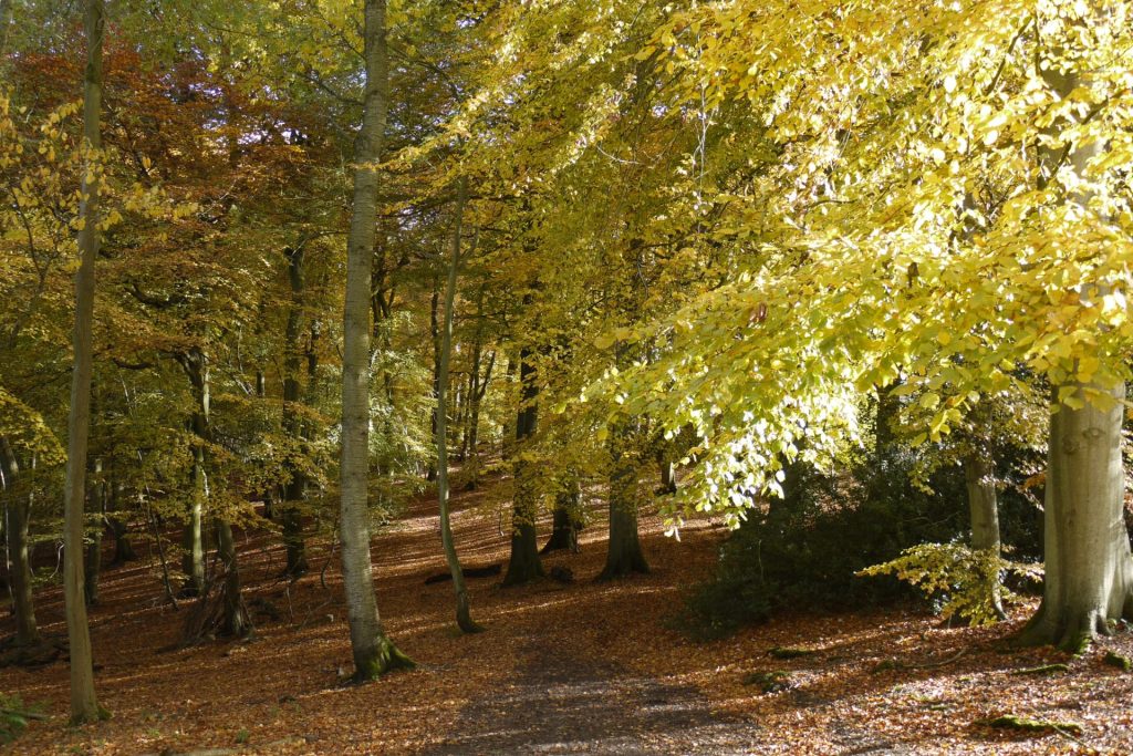 North Downs Landscapes