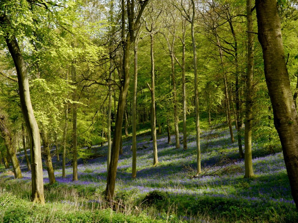 North Downs Landscapes