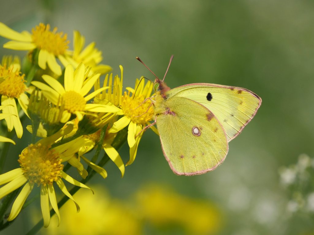 Nature Photography Prints