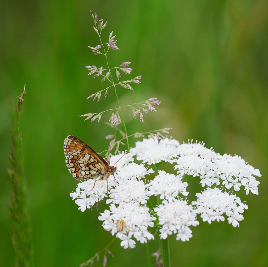 Nature Photography Prints
