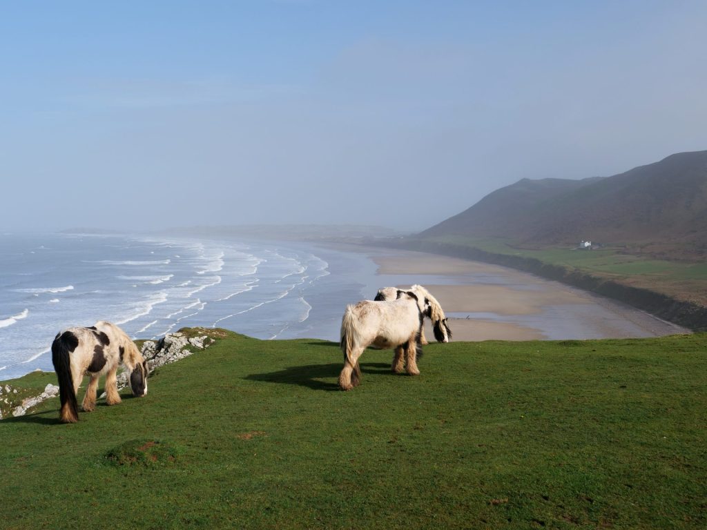 Wildlife Of The Chiltern Hills