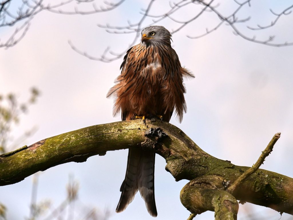 Transylvanian wildlife