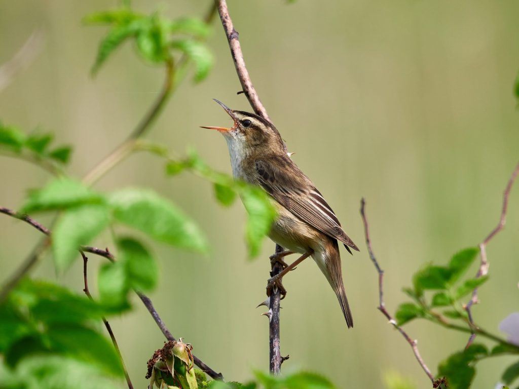 Nature Photography Prints