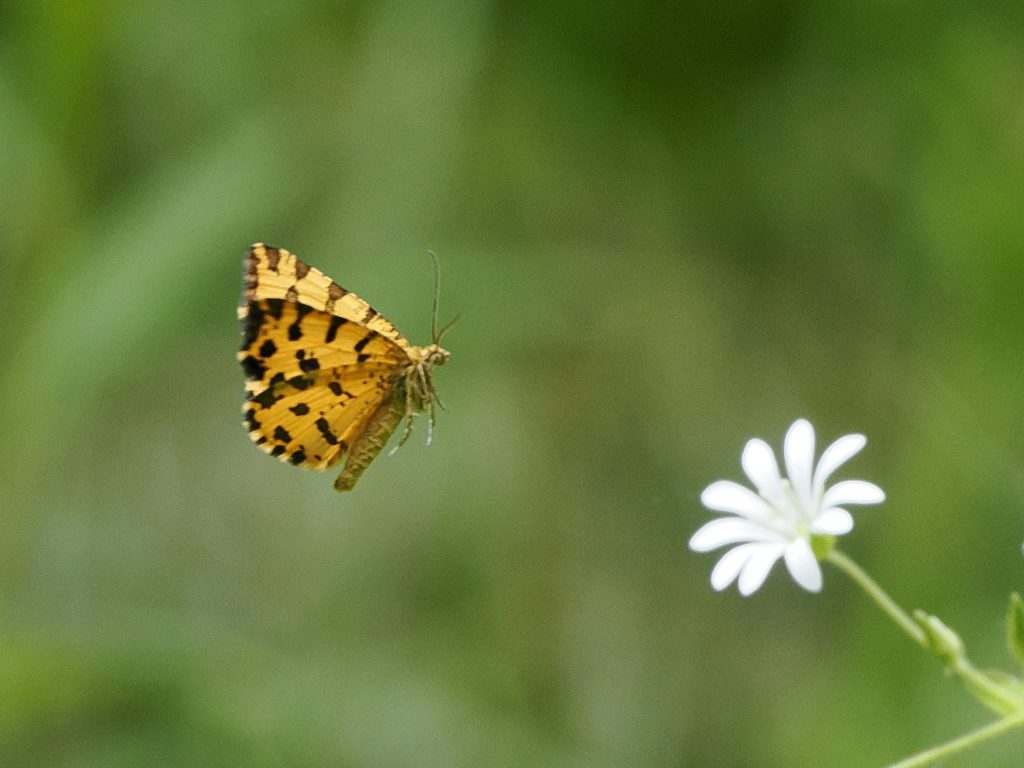 Nature Photography Prints