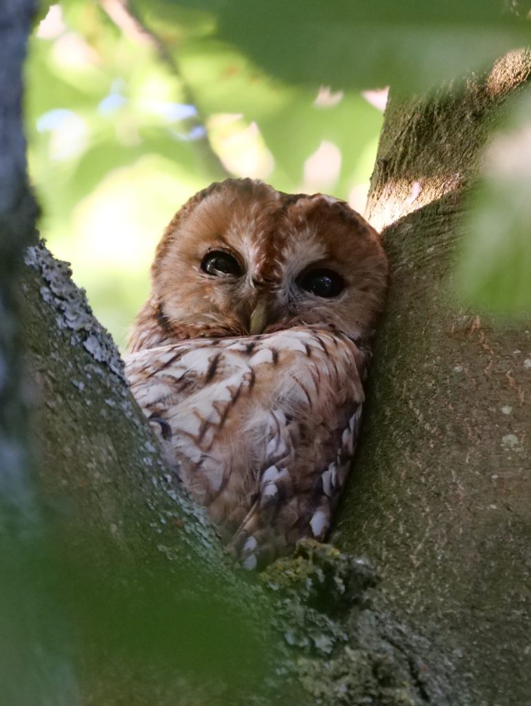 Wildlife Of The Pennine Hills