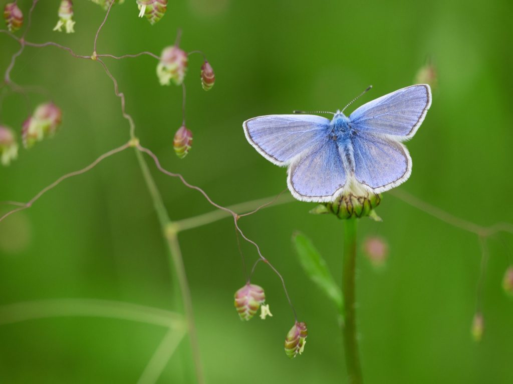 Nature Photography Prints