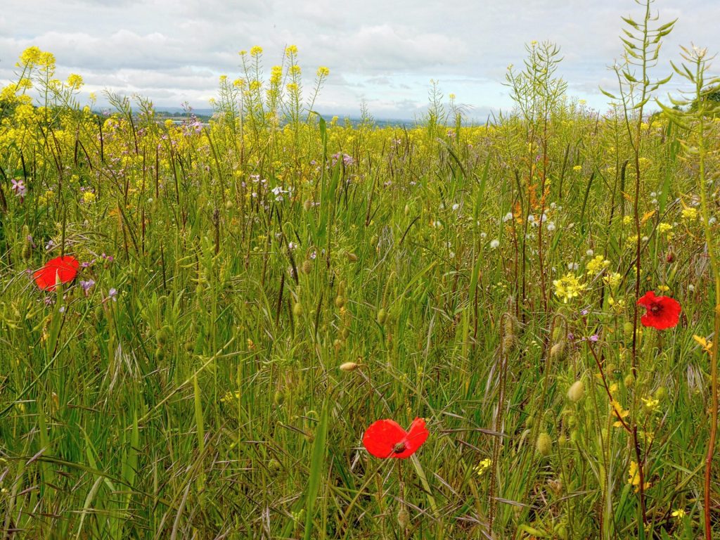 Nature Photography Prints