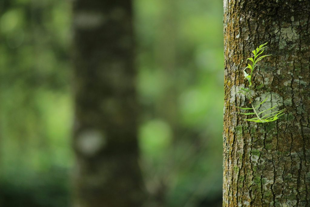 A vibrant green fern grows on a tree trunk, capturing a serene forest atmosphere.
