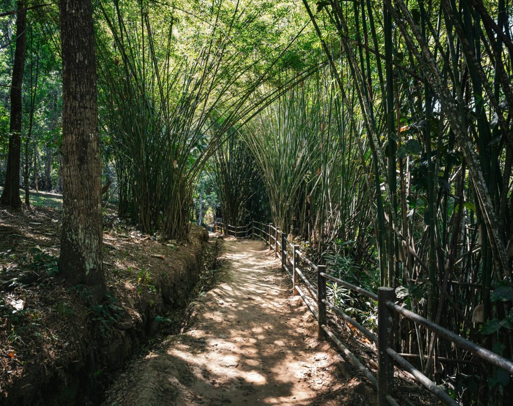 Tranquil pathway surrounded by towering bamboo in a sunlit Thai forest, perfect for nature walks.